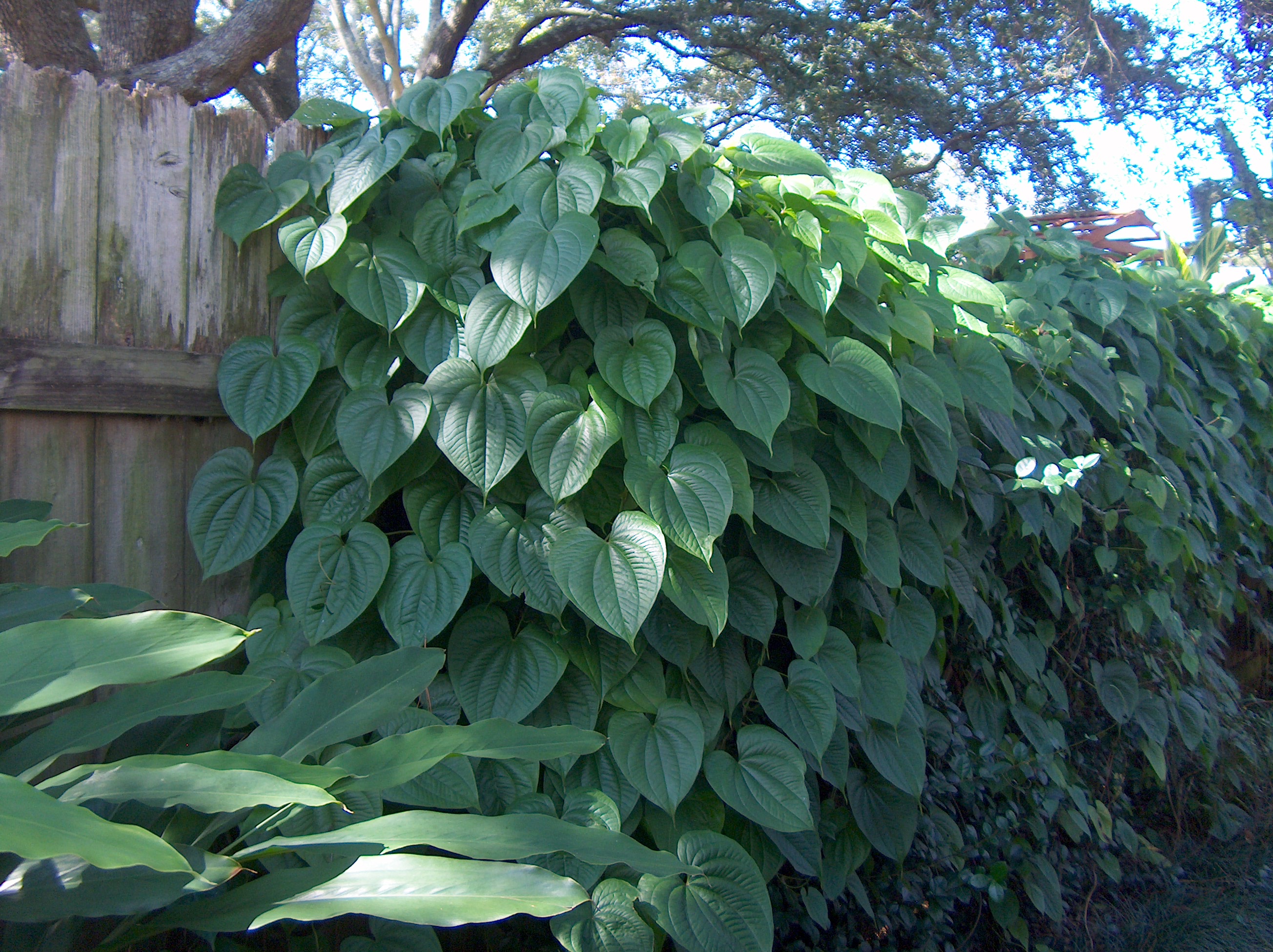 online-plant-guide-dioscorea-batata-air-potato-vine